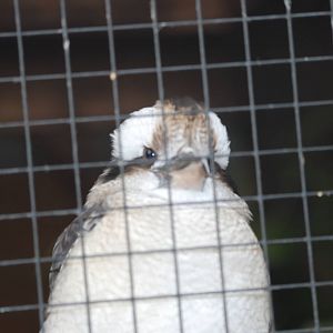 Laughing kookaburra