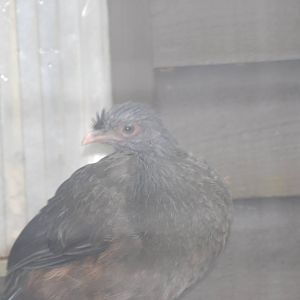 West Mexican chachalaca