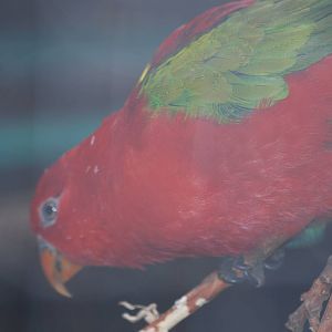 Charlie the yellow-backed chattering lory