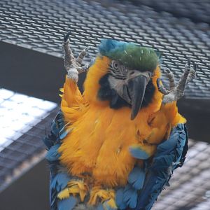 Blue-and-yellow macaw in an awkward position