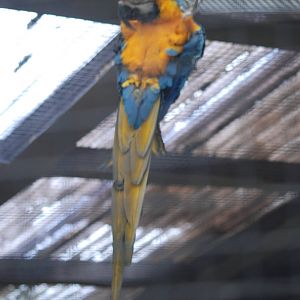 Blue-and-yellow macaw in an awkward position
