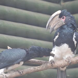 Trumpeter hornbills