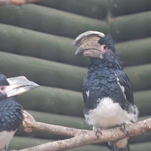 Trumpeter hornbills