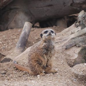 Meerkat