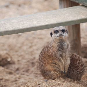 Meerkats