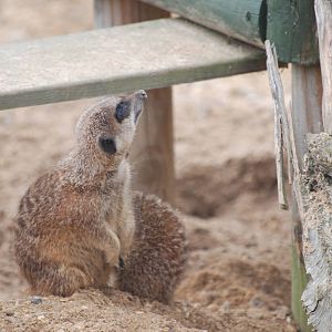 Meerkats