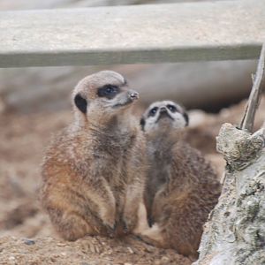 Meerkats