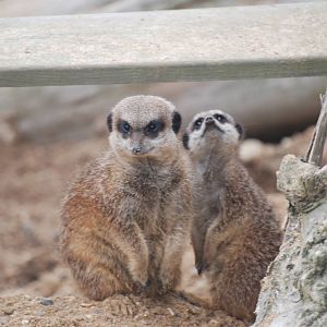 Meerkats