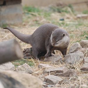 Asian small-clawed otter