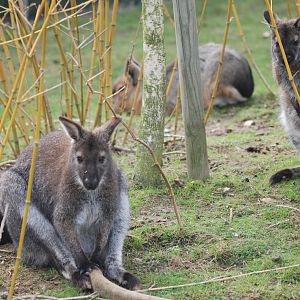 Bennett's wallabies