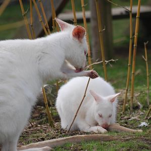 Bennett's wallabies