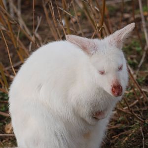 Bennett's wallaby