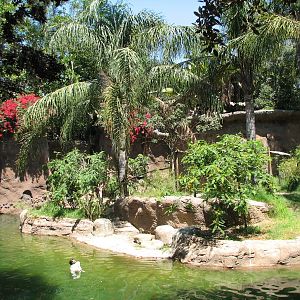 Amazons Edge - Habitat