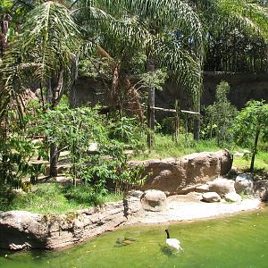 Amazons Edge - Habitat