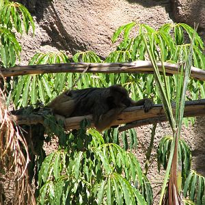Amazons Edge - Black Howler Monkey
