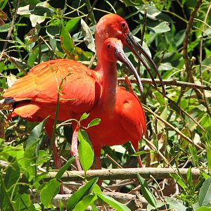 Colors of the Amazon - Scarlet Ibis