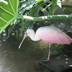 Colors of the Amazon - Roseate Spoonbill