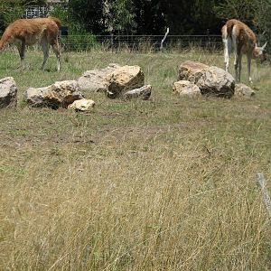Tierra de las Pampas - Guanaco and Greater Rhea Exhibit