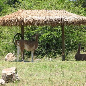 Tierra de las Pampas - Guanaco and Greater Rhea Exhibit