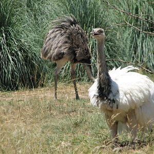 Tierra de las Pampas - Greater Rhea