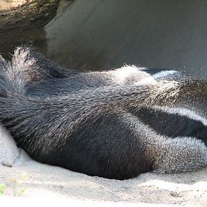 Tierra de las Pampas - Giant Anteater