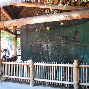 Monkey Row - Treetops Exhibit - Golden Lion Tamarin Exhibit