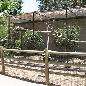 Binturong Exhibit
