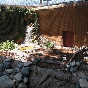 Bald Eagle Exhibit