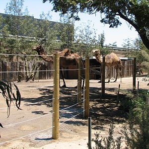 Dromedary Camel Yard
