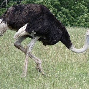 Longleat Safari Park 19th July 2010