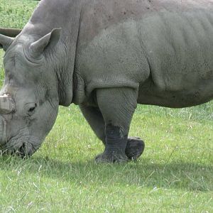 Longleat Safari Park 19th July 2010