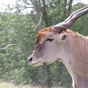 Longleat Safari Park 19th July 2010