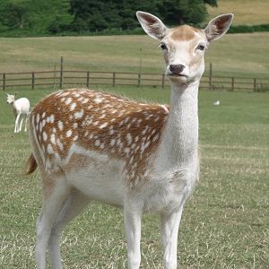 Longleat Safari Park 19th July 2010