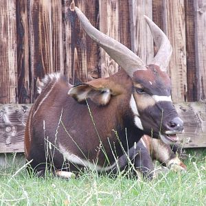 Longleat Safari Park 19th July 2010