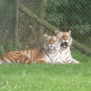 Longleat Safari Park 19th July 2010