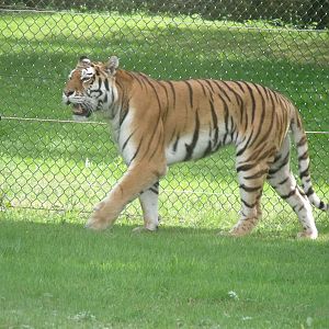 Longleat Safari Park 19th July 2010