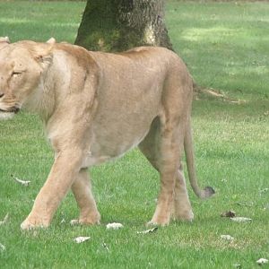 Longleat Safari Park 19th July 2010