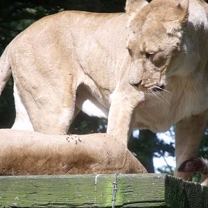 Longleat Safari Park 19th July 2010