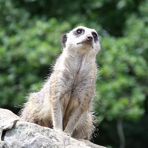 Longleat Safari Park 19th July 2010