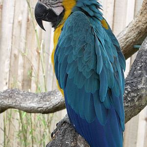 Longleat Safari Park 19th July 2010