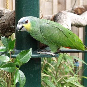 Longleat Safari Park 19th July 2010
