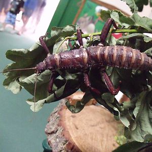 Longleat Safari Park 19th July 2010