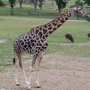 Longleat Safari Park 19th July 2010