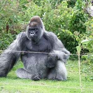 Longleat Safari Park 19th July 2010