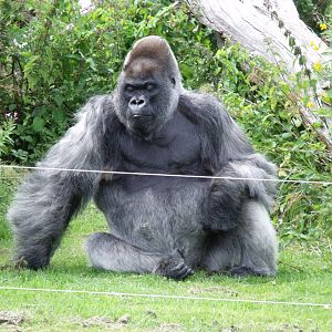 Longleat Safari Park 19th July 2010