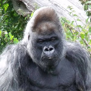 Longleat Safari Park 19th July 2010