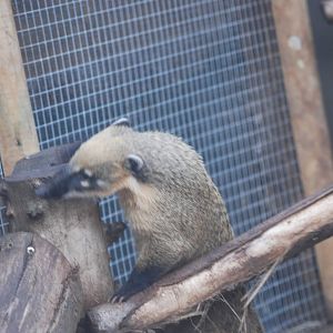 South American coati
