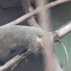 South American coati