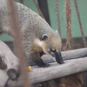 South American coati