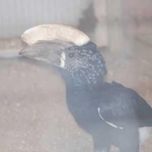 Silvery-cheeked hornbill